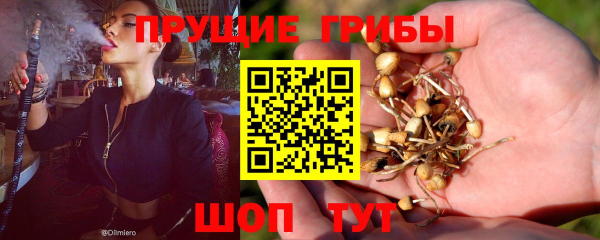 Альметьевск  Галлюциногенные грибы Cubensis  Вход с VPN 